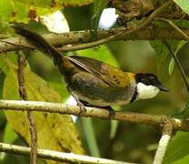 Chestnut-capped Brushfinch