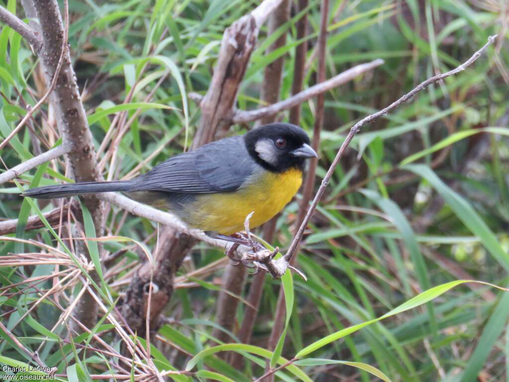 Tohi de Santa Marta adulte, identification