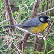 Santa Marta Brushfinch