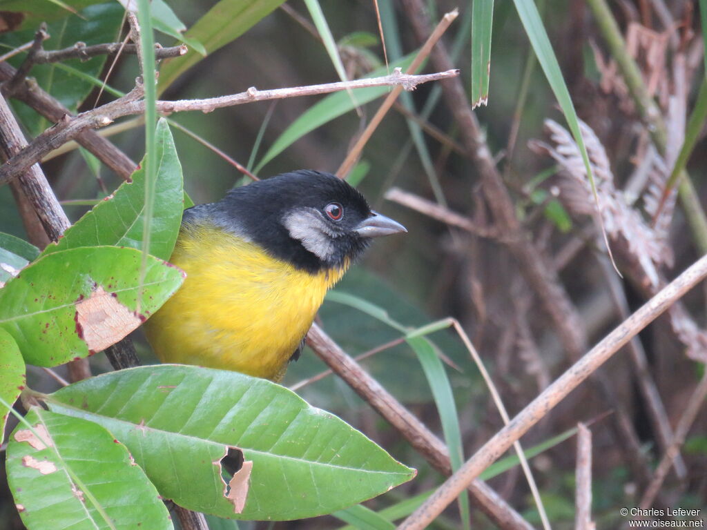 Santa Marta Brushfinch