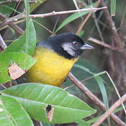 Santa Marta Brushfinch