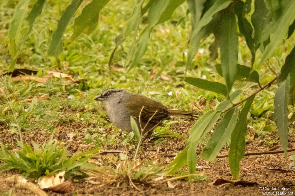 Black-striped Sparrowadult