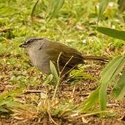 Black-striped Sparrow