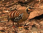 Torquéole à poitrine brune