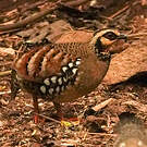 Torquéole à poitrine brune