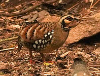 Torquéole à poitrine brune