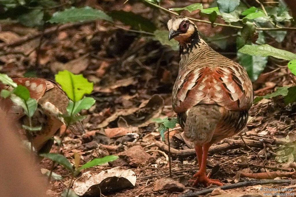 Torquéole à poitrine brune