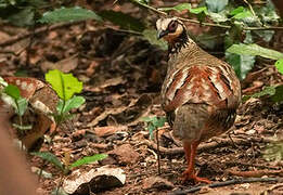 Bar-backed Partridge