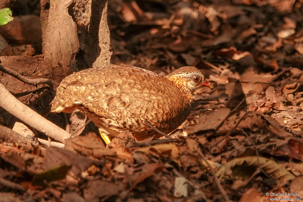 Green-legged Partridge