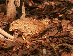 Green-legged Partridge