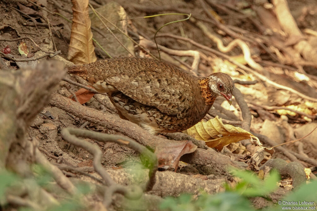 Green-legged Partridgeadult