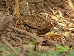 Green-legged Partridge