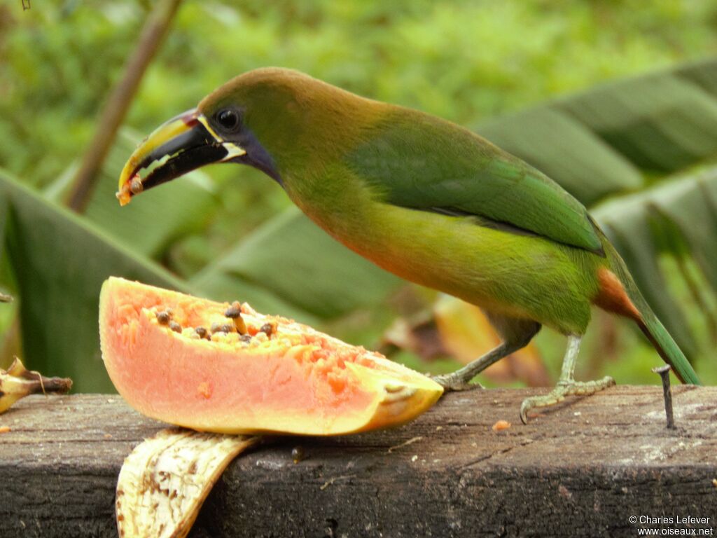 Blue-throated Toucanetadult, eats