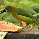 Toucanet à gorge bleue