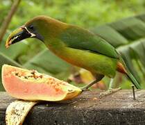 Blue-throated Toucanet