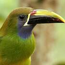 Toucanet à gorge bleue