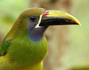 Toucanet à gorge bleue