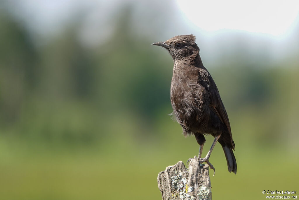 Anteater Chat