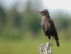 Anteater Chat