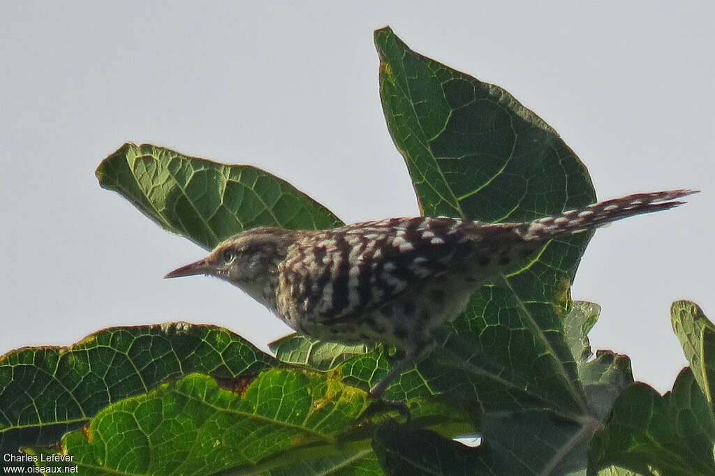 Troglodyte rayéadulte, identification