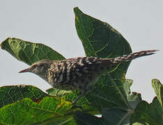 Stripe-backed Wren