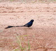 Steel-blue Whydah