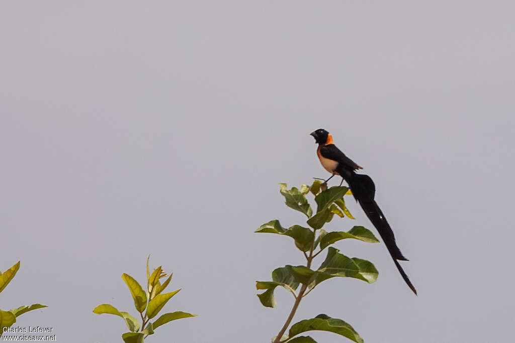 Exclamatory Paradise Whydah male