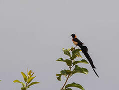 Exclamatory Paradise Whydah