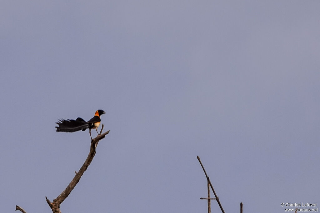 Exclamatory Paradise Whydah male