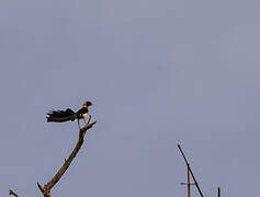 Exclamatory Paradise Whydah