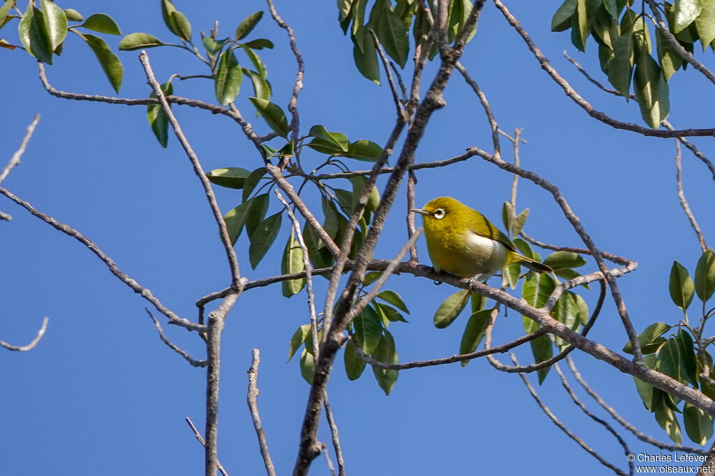 Small Lifou White-eyeadult