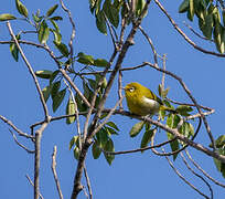 Small Lifou White-eye