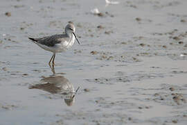Marsh Sandpiper
