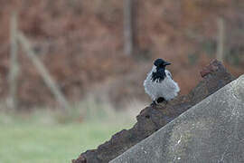Hooded Crow