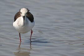 Black-winged Stilt