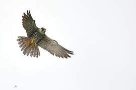 Eurasian Hobby