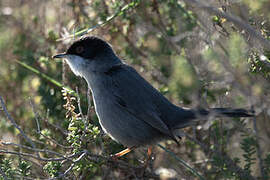 Sardinian Warbler