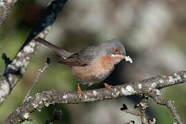 Western Subalpine Warbler