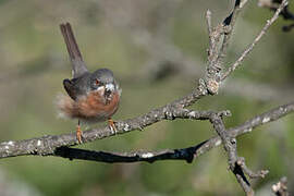 Western Subalpine Warbler