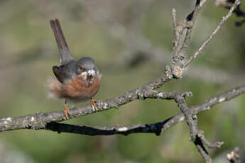 Fauvette passerinette