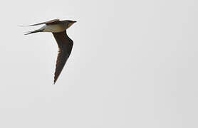 Collared Pratincole
