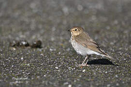 Swainson's Thrush