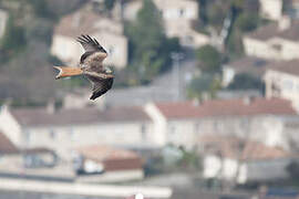 Red Kite