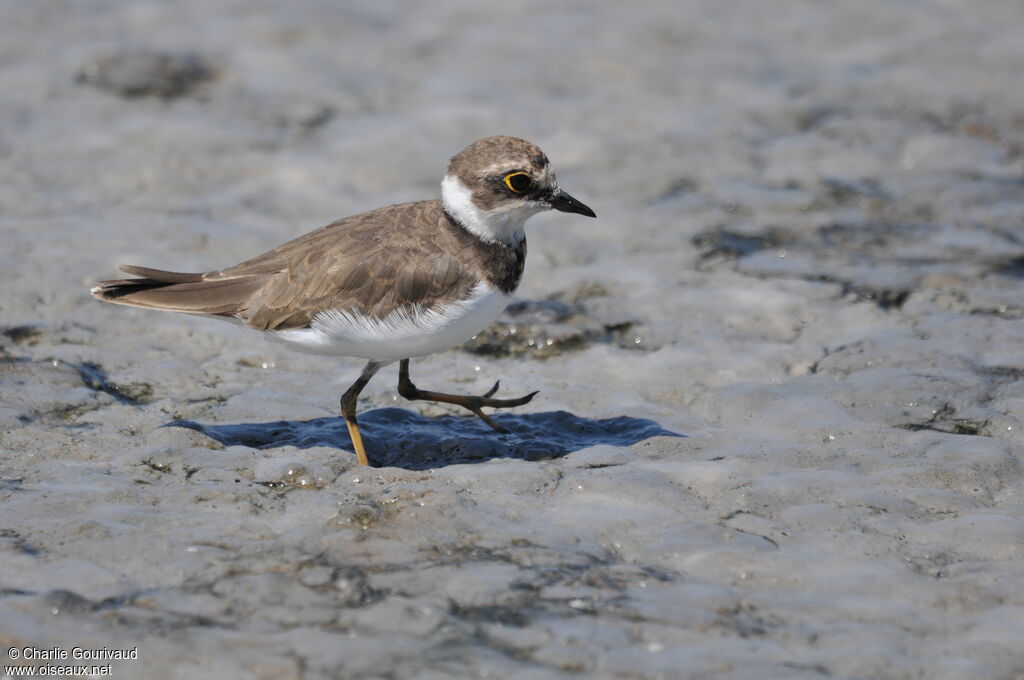 Little Ringed Plover, identification, walking
