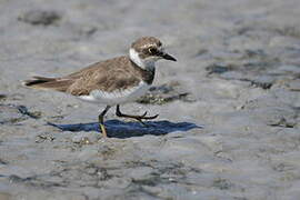 Little Ringed Plover