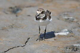 Little Ringed Plover