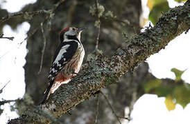 Middle Spotted Woodpecker