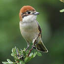 Pie-grièche à tête rousse