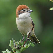 Woodchat Shrike