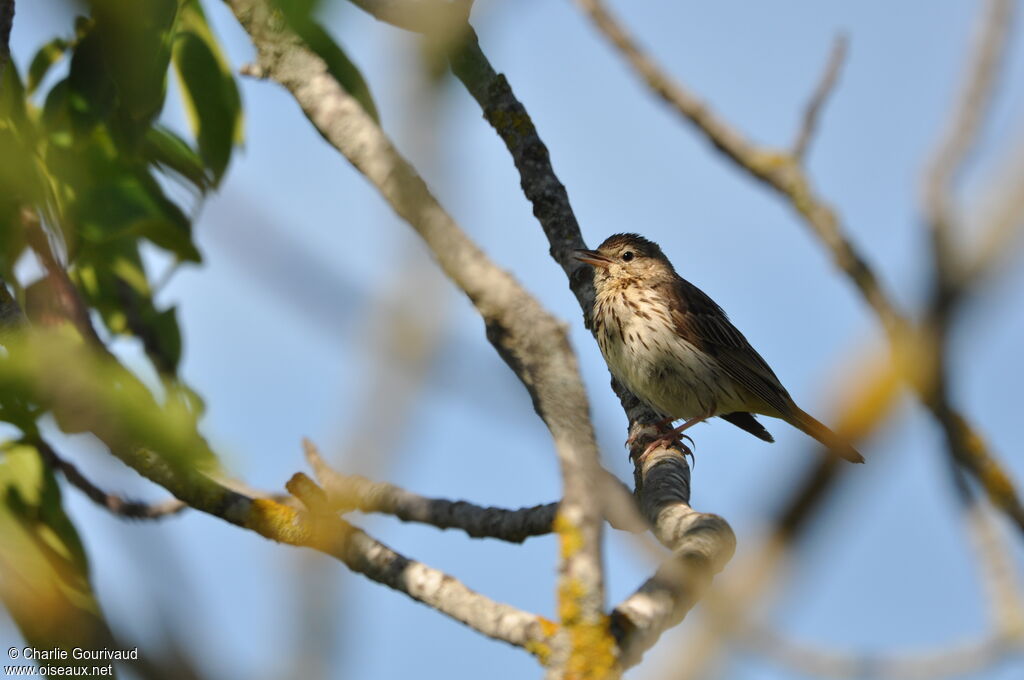 Tree Pipit, identification, aspect